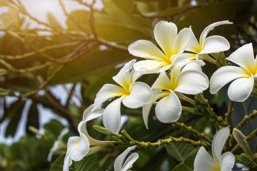 White Plumeria flowers beautiful on tree with drop water,frangipani