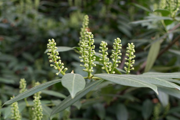 Prunus laurocerasus, cherry laurel, common laurel or English laurel