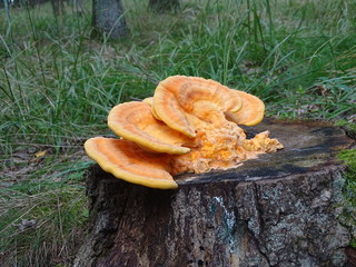 Żółty grzyb rosnący na pniu drzewa - obrazy, fototapety, plakaty