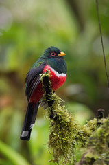 Trogon personatus or Masked trogon is perched on the branch nice natural environment of wildlife of Ecuador