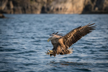 The White-tailed Eagle, Haliaeetus albicilla just has caught a fish from water, colorful environment of wildness. Also known as the Ern, Erne, Gray Eagle, Eurasian Sea Eagle. Nice summer background...
