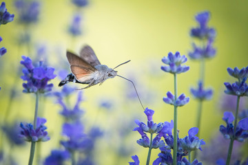 The hummingbird hawk-moth, Macroglossum stellatarum is hovering and drinking the nectar from the...