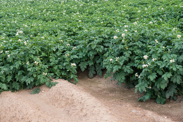 Fototapeta na wymiar Potato flowers blooming in the field. Field with flourishing potato plants (Solanum tuberosum).