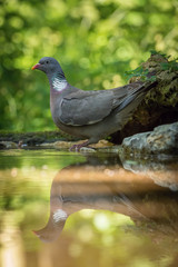 Columba palumbus, Common wood pigeon The bird is sitting at the waterhole in the forest Reflecting on the surface Preparing for the bath Colorful backgound with some flower..