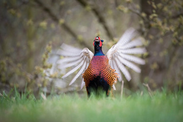 The Common Pheasant, Phasianus colchicus is standing in the grass with opened wings, amazing light of the sunrice, in the background is nice colorful bokeh Czech Republic