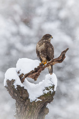 The Common Buzzard, Buteo buteo is sitting in the snow in winter environment of wildlife. ..