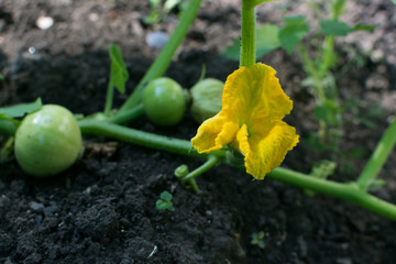 Beautiful yellow flower of pumpkin, squash or melon