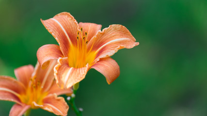 Orange Daylilies on Green Background