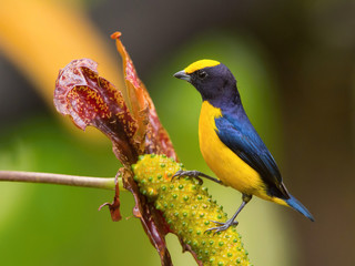 Euphonia xanthogaster or Orange-bellied euphonia The bird is perched on the branch nice natural environment of wildlife of Tobago