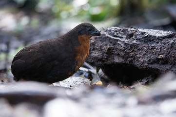 Odontophorus melanonotus, Dark-backed wood quail The bird is standing on the ground in nice wildlife natural environment of Ecuador