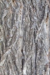 Closeup Tree Bark Texture For Background or Overlay