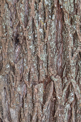 Closeup Tree Bark Texture For Background or Overlay