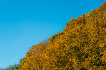 Fototapeta premium view of sky connection with yellow trees leaves
