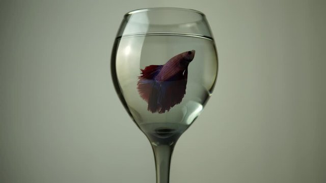 Fish in the cup. Siamese fighter fish or betta, red colour Thai fighting Splendens fish in the glass jar on white background.
