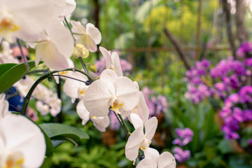 White orchid in Singapore