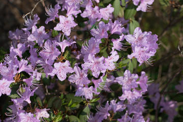 White and pink Rhododendron mucronulatum flowers in spring garden