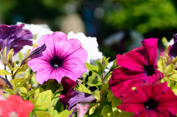 Mixed colorful Petunia flowers.  Close up.