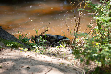 Empty Bag On Pond Shore