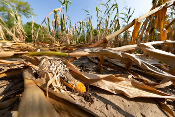 withered corncob because water shortage