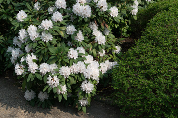 White and pink rhododendron pseudochrysanthum flowers in spring garden