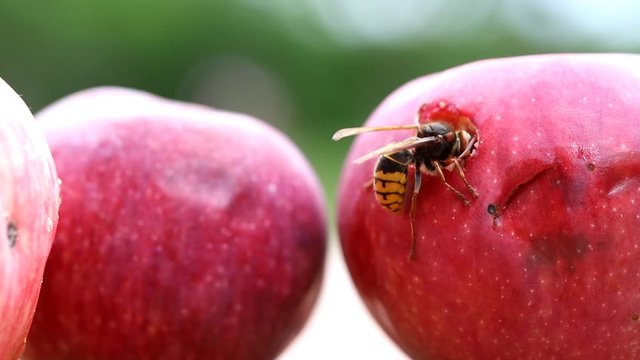 Big european hornet eating ripe sweet tasty apple. Wasp feeding with fruit. Insect spoiling harvest.