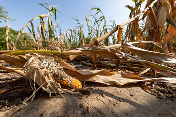 withered corncobs and global warming