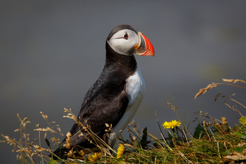 Iceland bird Puffin close up