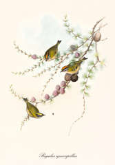 Three little cute birds with a orange crest on a single pine branch. Old detailed and colorful botanical illustration of Common Firecrest (Regulus ignicapillus). By John Gould, London 1862 - 1873