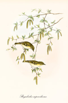 Two yellowish little cute birds standing on a thin branch with flowers hanging down. Old illustration of Yellow-Browed Warbler (Phylloscopus inornatus). By John Gould publ. In London 1862 - 1873