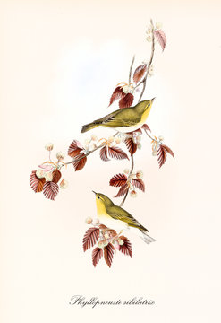 Two cute yellowish little birds aon a single isolated branch full of red leaves. Old detailed illustration of Wood Warbler (Phylloscopus sibilatrix). By John Gould publ. In London 1862 - 1873