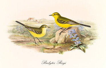Two yellow birds on the ground with a grassland in background. Old hand colored illustration of Western Yellow Wagtail (Motacilla flava flavissima). By John Gould publ. In London 1862 - 1873