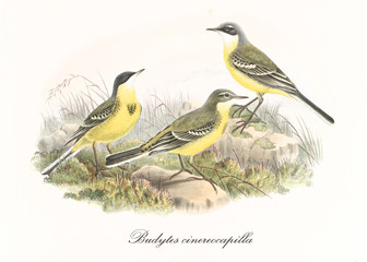 Yellow and green birds on a grassy and rocky terrain. Old illustration of Western Yellow Wagtail (Motacilla flava cinerocapilla). Isolated graphic composition by John Gould publ. In London 1862 - 1873