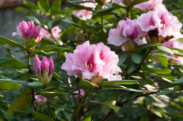 White and pink rhododendron flowers in spring garden