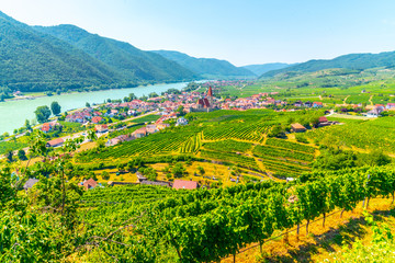 Sunny day in Wachau Valley. Landscape of vineyards and Danube River at Weissenkirchen, Austria