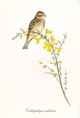Single isolated little bird on a yellow flowered thin bended branch. Detailed hand colored old illustration of Corn Bunting (Emberiza calandra). By John Gould publ. In London 1862 - 1873