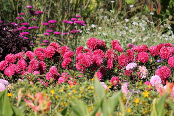 Obraz premium Pink flowers of China annual aster (Callistephus chinensis) in garden. General view of group of flowering plants