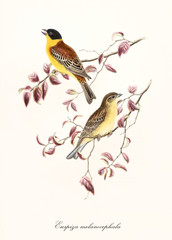 Two yellow tones birds on two isolated pinkyish leafed branches. Detailed hand colored old illustration of Black-Headed Bunting (Emberiza melanocephala). By John Gould publ. In London 1862 - 1873 - 287245124