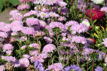 Obraz premium Pink flowers of China annual aster (Callistephus chinensis) in garden. General view of group of flowering plants
