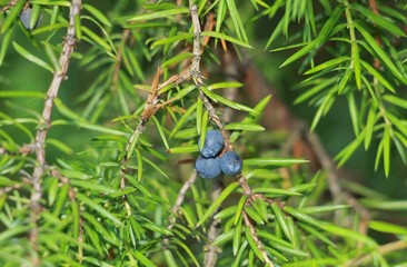 common juniper in the garden