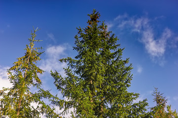 Top of the spruce tree against the blue sky in the light of early sunset.