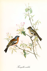Two little cute birds looking each other on a single leaved and buded branch. Detailed hand colored old illustration of Common Chaffinch (Fringilla coelebs). By John Gould publ. In London 1862 - 1873 - 287245197