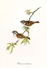Two isolated little birds on a single isolated thin branch covered by few leaves. Detailed hand colored old illustration of Eurasian Tree Sparrow (Passer montanus). By John Gould, London 1862 - 1873 