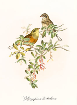 Two little cute birds on isolated leafed thin branches. Detailed hand colored faunistic and botanical old illustration of Ortolan Bunting (Emberiza hortulana). By John Gould, London 1862 - 1873