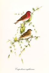 Two little cute birds side view posing on a pine branch with green pinecones. Vintage hand colored illustration of Common Rosefinch (Carpodacus erythrinus). By John Gould publ. In London 1862 - 1873