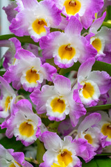 Floral Background of Phalaenopsis orchid pink and white flowers.
