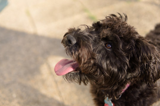 Cute dog looking up at owner schnoodle poodle mix