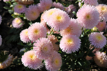 Pink flowers of China annual aster (Callistephus chinensis) in garden. General view of group of flowering plants