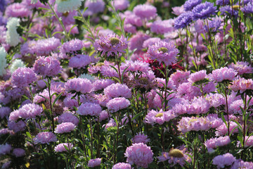 Pink flowers of China annual aster (Callistephus chinensis) in garden. General view of group of flowering plants