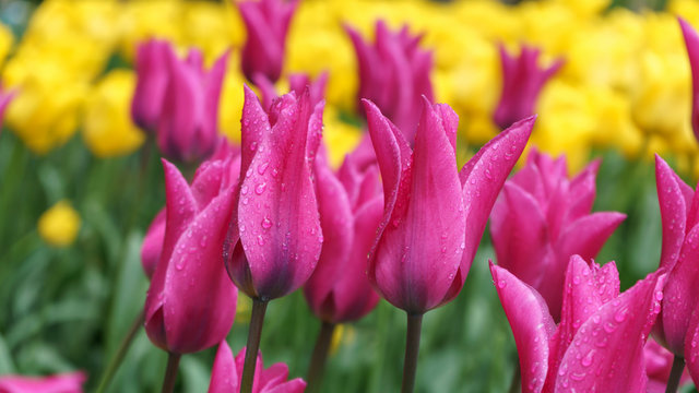 beautiful yellow and pink tulip flowers in spring garden.