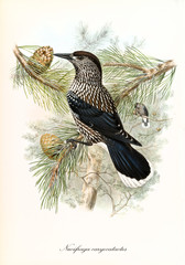 Black and brown white spotted bird on a pine branch looking for food in a pine cone. Old illustration of Spotted Nutcracker (Nucifraga caryocatactes). By John Gould publ. In London 1862 - 1873